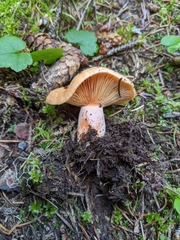 Lactarius aestivus