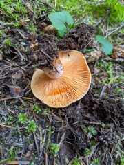 Lactarius aestivus