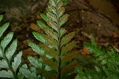 Austrogramme decipiens