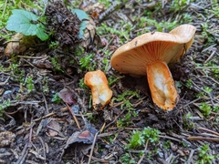 Lactarius aestivus