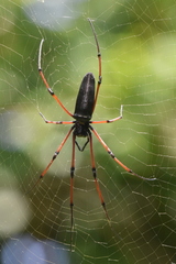 Nephila kuhli