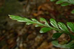 Austrogramme decipiens