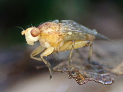 Suillia convergens