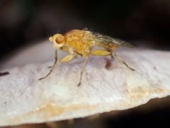 Suillia convergens