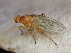 Suillia convergens