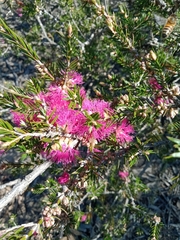 Melaleuca wilsonii