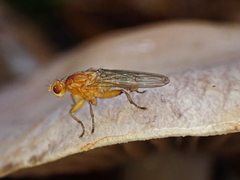 Suillia convergens
