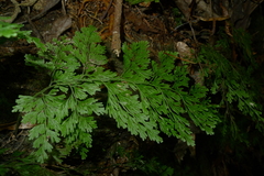 Vandenboschia maxima