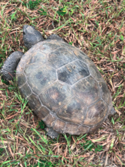 Gopherus polyphemus