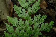 Vandenboschia maxima
