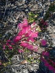 Melaleuca wilsonii
