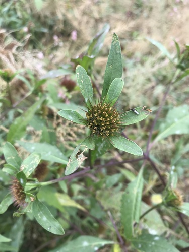 Bidens tripartita iNat (2)