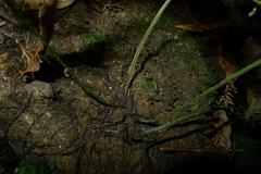 Vandenboschia maxima