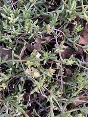 Delosperma litorale