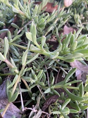 Delosperma litorale