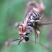 Pseudapis oxybeloides - Photo (c) Subhajit Roy,  זכויות יוצרים חלקיות (CC BY-NC-ND), הועלה על ידי Subhajit Roy