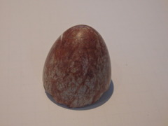 Gymnorhina tibicen