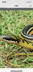 Erythrolamprus melanotus
