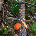 Northern Cinnabar Polypore - Photo (c) dacookid, some rights reserved (CC BY-NC)