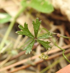 Hydrocotyle paludosa