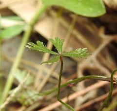 Hydrocotyle paludosa