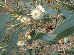 Eucalyptus cosmophylla