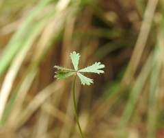 Hydrocotyle paludosa