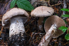 Cortinarius alboglobosus