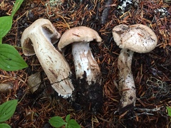 Cortinarius alboglobosus