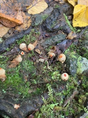 Calostoma ravenelii ravenelii