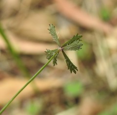 Hydrocotyle paludosa