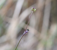 Hydrocotyle paludosa