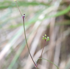 Hydrocotyle paludosa