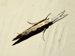 Lepidoptera