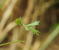 Hydrocotyle paludosa