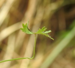 Hydrocotyle paludosa