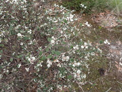 Spyridium thymifolium