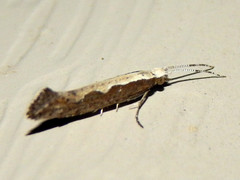Lepidoptera