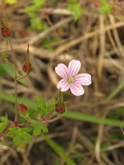 Geranium holosericeum