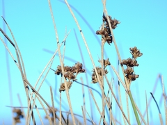 Juncus hesperius