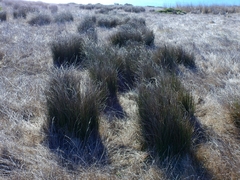Juncus hesperius