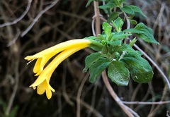 Clinopodium tomentosum