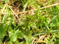 Veronica arvensis