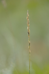 Elymus lanceolatus
