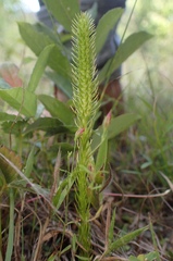 Lycopodiella
