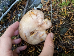 Lactarius pallescens