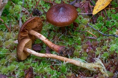 Cortinarius aurantiobasis