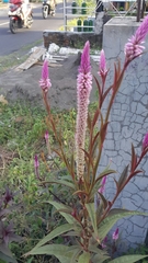 Celosia spicata