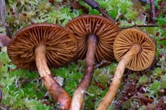 Cortinarius aurantiobasis