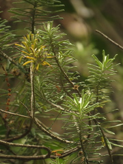 Linochilus rosmarinifolius